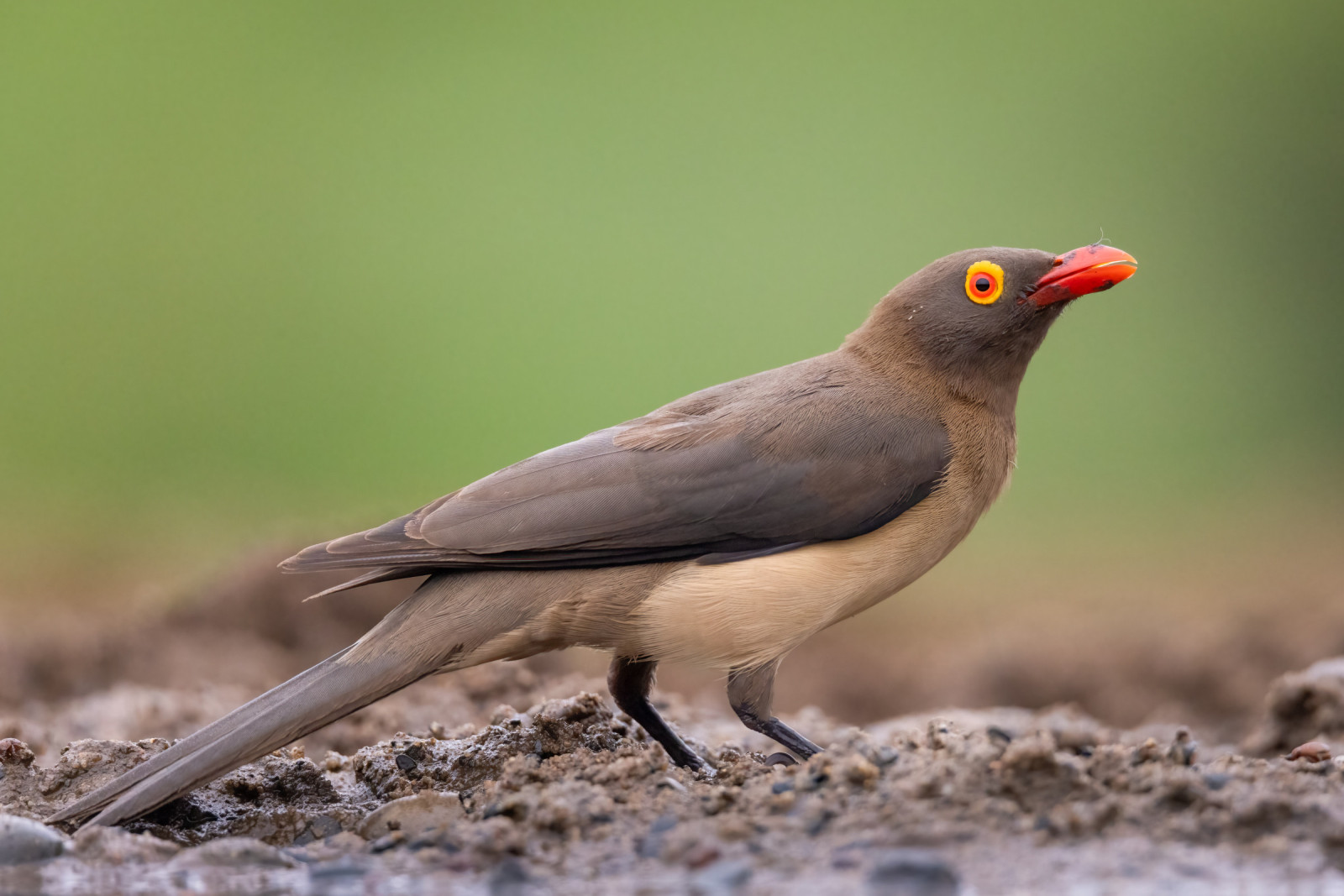 image Red-billed Oxpecker